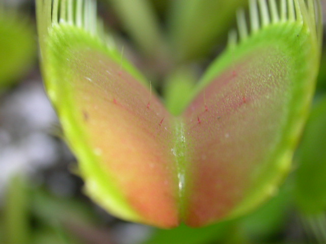Cooks Carnivorous Plants